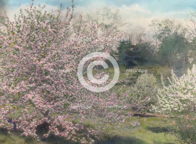 "Holm Lea," Charles Sprague Sargent house, Brookline, Massachusetts, c1914. Creator: Frances Benjamin Johnston.
