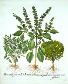Holy Basil, and Two Further Varieties of Basil, from Hortus Eystettensis by Basil Besler (1561-16