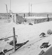 Home of the Williams family, Dead Ox Flat, Malheur County, Oregon, 1939. Creator: Dorothea Lange