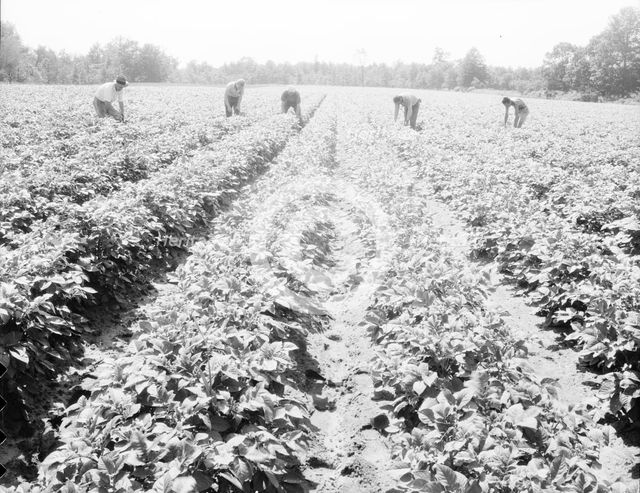 Homesteaders of the farm group are proud of their straight potato row, Hightstown, New Jersey, 1936. Creator: Dorothea Lange.