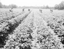 Homesteaders of the farm group are proud of their straight potato row, Hightstown, New Jersey, 1936. Creator: Dorothea Lange