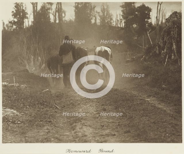 Homeward bound. From the album: Camera Pictures of New Zealand, 1920s. Creator: Harry Moult.