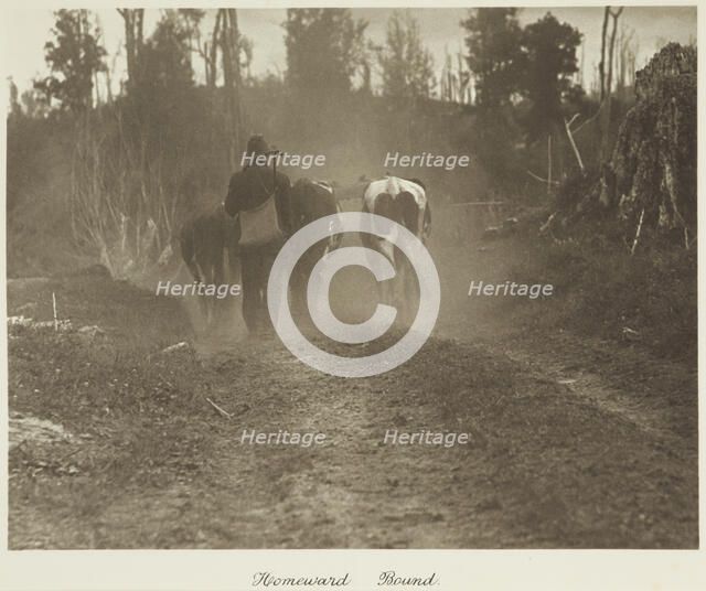 Homeward bound. From the album: Camera Pictures of New Zealand, 1920s. Creator: Harry Moult.