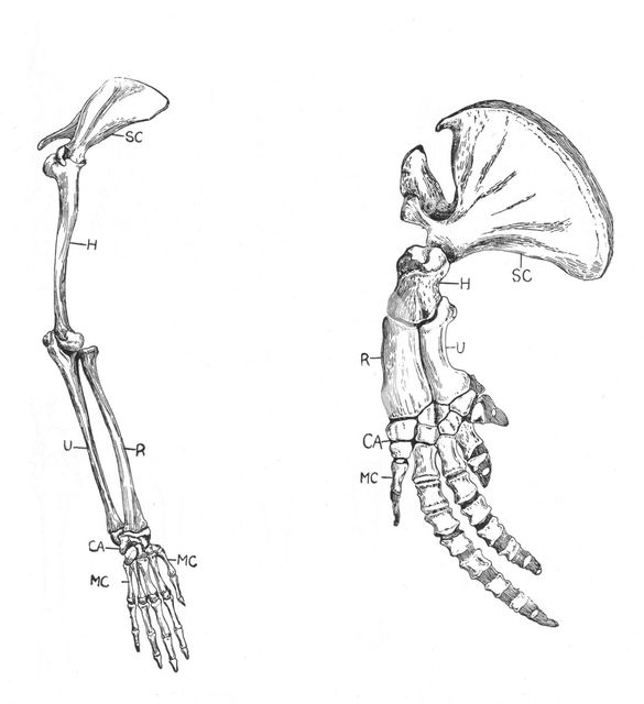 Homology (of commmon descent), c1920. Creator: Unknown.