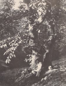 Homme allongé au pied d'un chàtaignier, 1850-53. Creator: Charles Marville