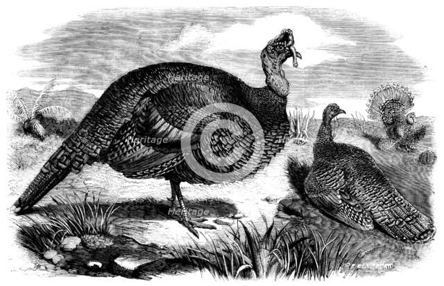 Honduras Turkeys, in the Gardens of the Zoological Society, Regent's Park, 1858. Creator: Unknown.