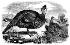 Honduras Turkeys, in the Gardens of the Zoological Society, Regent's Park, 1858. Creator: Unknown