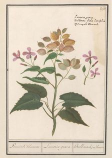 Honesty (Lunaria Annua), 1596-1610. Creators: Anselmus de Boodt, Elias Verhulst