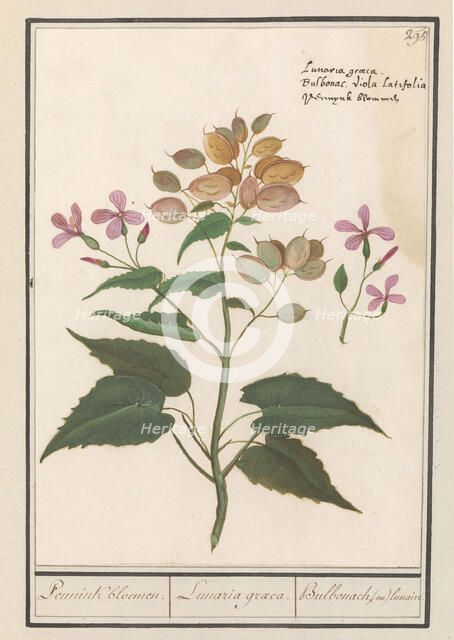 Honesty (Lunaria Annua), 1596-1610. Creators: Anselmus de Boodt, Elias Verhulst.