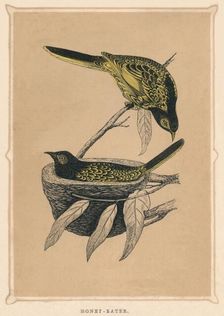 Honey-Eater (Meliphagidae), c1850, (1856)