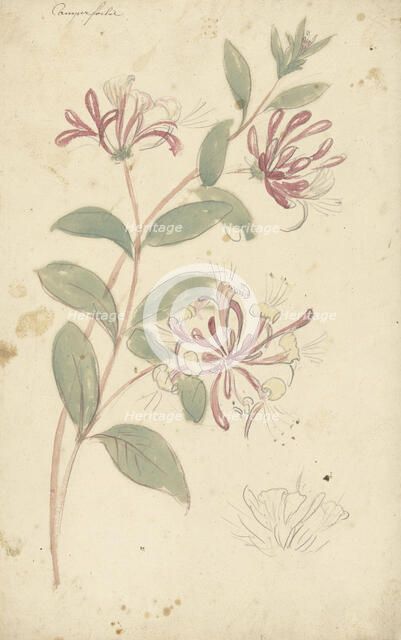 Honeysuckle, 1677-1755. Creator: Elias van Nijmegen.