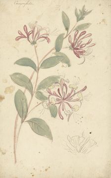 Honeysuckle, 1677-1755. Creator: Elias van Nijmegen