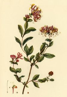 Honeysuckle 1777, (1944). Creator: William Kilburn