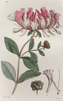 Honeysuckle (Lonicera periclymenum), 1804-1811. Creator: Johan Wilhelm Palmstruch