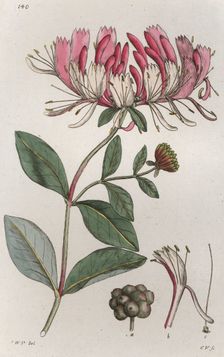 Honeysuckle (Lonicera periclymenum), 1804-1811. Creator: Johan Wilhelm Palmstruch