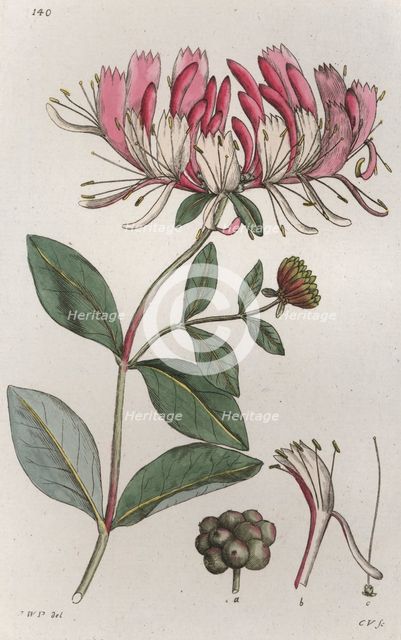 Honeysuckle (Lonicera periclymenum), 1804-1811. Creator: Johan Wilhelm Palmstruch.