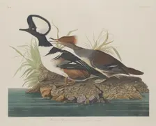 Hooded Merganser, 1834. Creator: Robert Havell