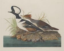 Hooded Merganser, 1834. Creator: Robert Havell