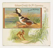 Hooded Merganser, from the Game Birds series (N40) for Allen & Ginter Cigarettes, 1888-90. Creator: Allen & Ginter