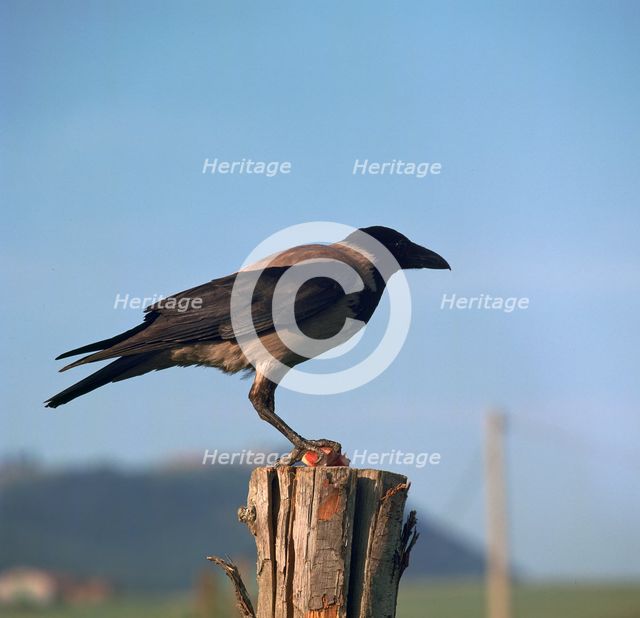 Hooded crow.