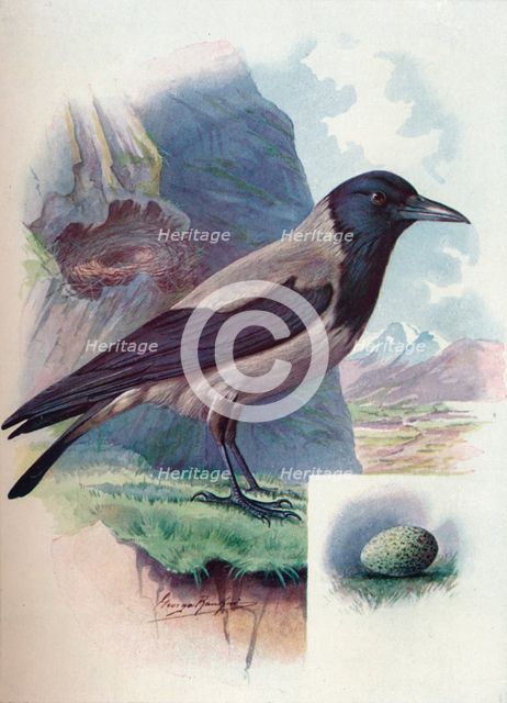 'Hooded Crow - Cor'vus cor'nix', c1910, (1910). Artist: George James Rankin.