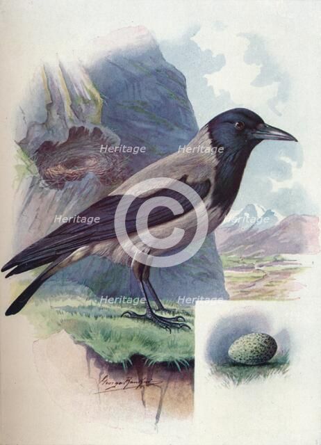 'Hooded Crow - Cor'vus cor'nix', c1910, (1910). Artist: George James Rankin.