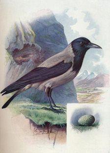 Hooded Crow - Cor'vus cor'nix c1910, (1910). Artist: George James Rankin
