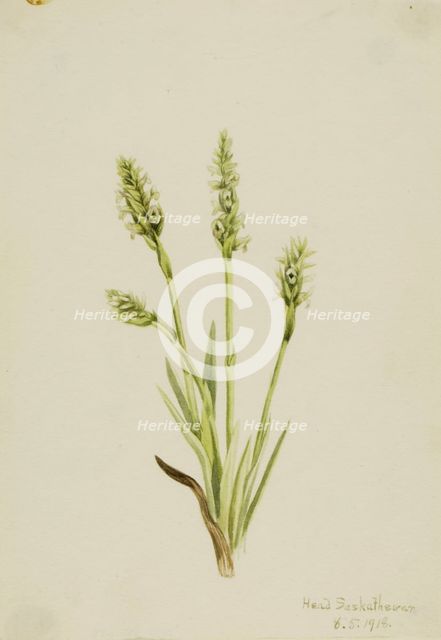 Hooded Ladies-Tresses (Ibidium strictum), 1918. Creator: Mary Vaux Walcott.