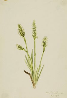 Hooded Ladies-Tresses (Ibidium strictum), 1918. Creator: Mary Vaux Walcott