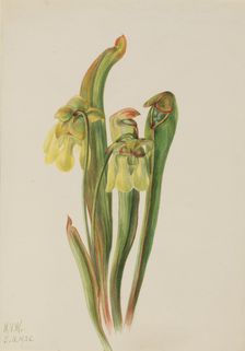 Hooded Pitcherplant (Sarracenia minor), 1925. Creator: Mary Vaux Walcott