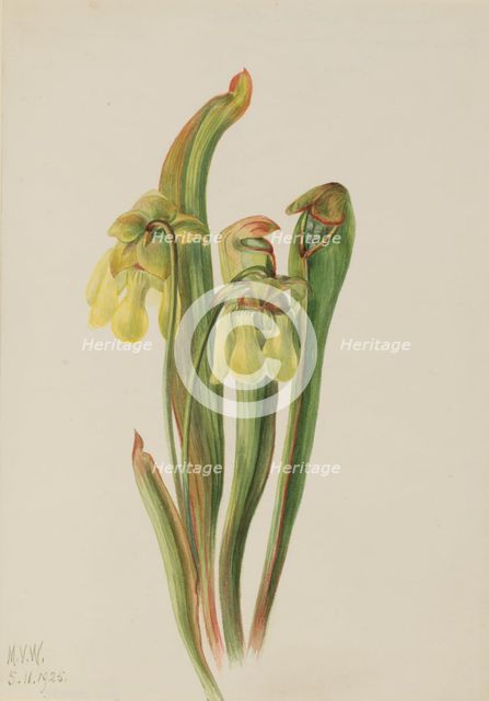 Hooded Pitcherplant (Sarracenia minor), 1925. Creator: Mary Vaux Walcott.