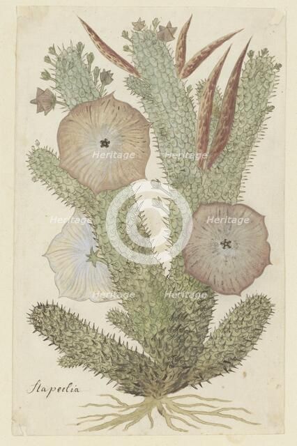 Hoodia gordonii (Bushman’s hat), 1777-1786. Creator: Robert Jacob Gordon.