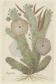 Hoodia gordonii (Bushman’s hat), 1777-1786. Creator: Robert Jacob Gordon