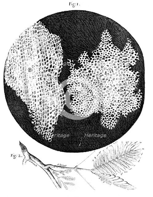 Hooke's observations of the cellular structure of cork and a sprig of Sensitive Plant, 1665. Creator: Unknown.