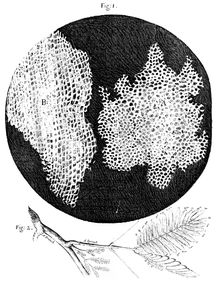 Hooke's observations of the cellular structure of cork and a sprig of Sensitive Plant, 1665. Creator: Unknown