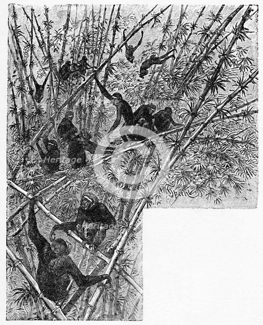 'Hoolocks in a Bamboo Jungle', c1900. Artist: Helena J. Maguire.