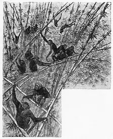 Hoolocks in a Bamboo Jungle c1900. Artist: Helena J. Maguire