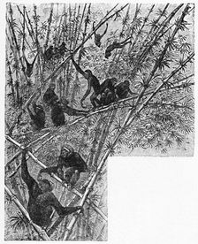 Hoolocks in a Bamboo Jungle c1900. Artist: Helena J. Maguire