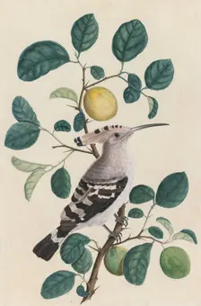 Hoopoe on a Citrus Tree Branch, c. 1800. Creator: Unknown