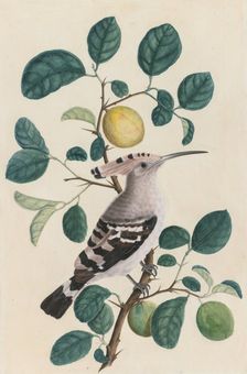 Hoopoe on a Citrus Tree Branch, c. 1800. Creator: Unknown