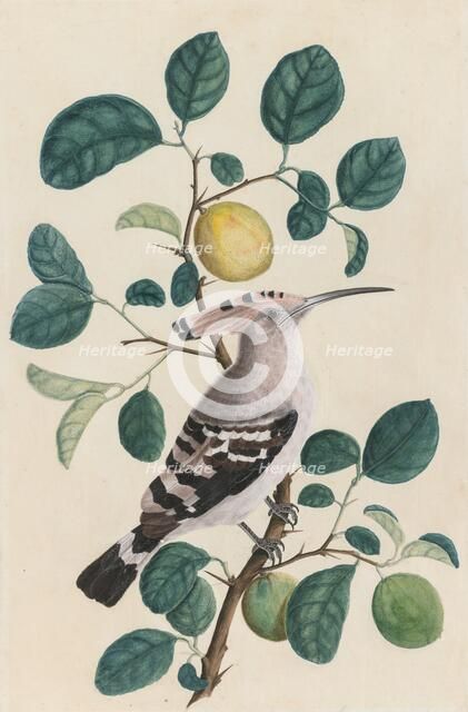 Hoopoe on a Citrus Tree Branch, c. 1800. Creator: Unknown.