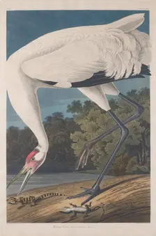 Hooping Crane, 1834. Creator: Robert Havell