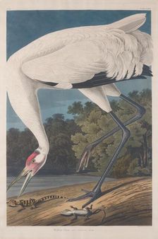 Hooping Crane, 1834. Creator: Robert Havell