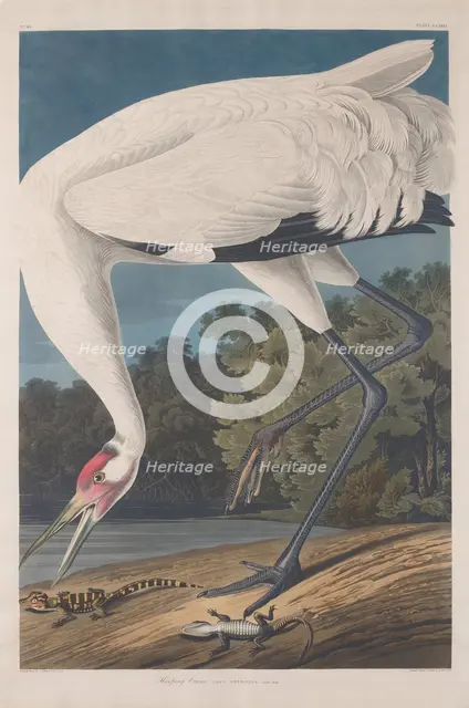 Hooping Crane, 1834. Creator: Robert Havell.