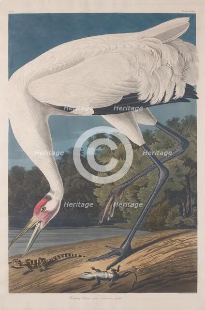 Hooping Crane, 1834. Creator: Robert Havell.