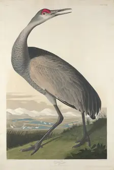 Hooping Crane, 1835. Creator: Robert Havell