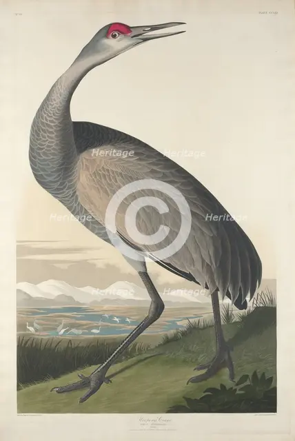 Hooping Crane, 1835. Creator: Robert Havell.