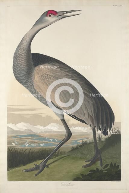 Hooping Crane, 1835. Creator: Robert Havell.