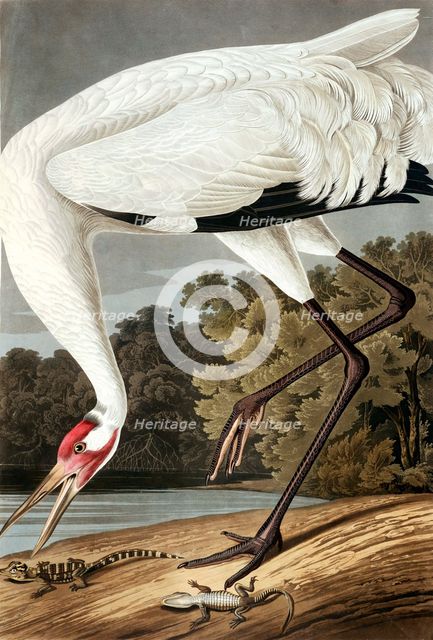 Hooping Crane, Grus Americana, 1845.