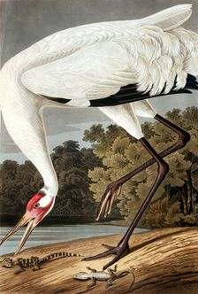 Hooping Crane, Grus Americana, 1845